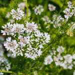 20kg Ajowan Essential Oil - {Packing in 4 x 5kg}