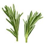 20 kg Rosemary Essential Oil - Spanish Type