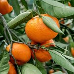 20kg Mandarin Cold Pressed Essential Oil