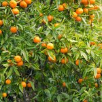 20kg Mandarin Cold Pressed Australian Essential Oil