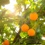 20 kg Orange Sweet Essential Oil