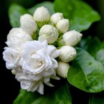 30mL Jasmine Sambac Absolute