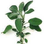 20 kg Sage Dalmatian Essential Oil