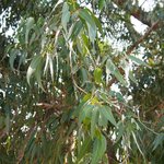 20 LT Eucalyptus Citriodora Essential Oil - { Packaging: 4 x 5Lt }