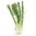 20 LT Fennel Sweet Essential Oil { Packaging: 4 x 5Lt } - EUD REQUIRED
