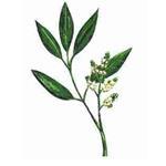 20 LT Litsea Cubeba Essential Oil