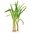 20 kg Jamarosa Root Essential Oil { Packaging: 4 x 5kg }