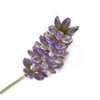 20kg (When Packed) Lavender With Flowers Soap - 200 bars