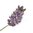 20 kg (When Packed) Lavender With Flowers Soap - 200 bars