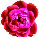 20 kg (When Packed) Rose Soap - 200 bars