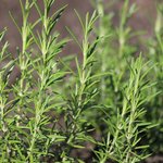 100mL Rosemary Essential Oil - Tunisian Type