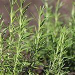 Rosemary - Tunisian Type Essential Oil