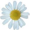 20kg Chamomile - Liquid Extract [Glycerine Based]