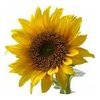 20L Sunflower Water Dispersible Massage Oil