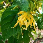 17mL Ylang Ylang Extra Essential Oil