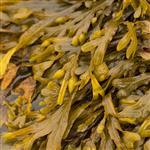 100 g Bladderwrack - Liquid Extract [Glycerine Based]