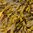 100 g Bladderwrack - Liquid Extract [Glycerine Based]