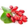 500g Goji Berry - Liquid Extract [Glycerine Based]
