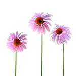 Echinacea - Liquid Extracts [Glycerine Based]