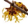 1kg Witch Hazel - Liquid Extract [Glycerine Based]