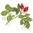 20 LT Rosehip (Rosa eglanteria) Certified Organic Vegetable Oil - ACO 10282P