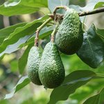 20L Avocado Virgin Oil