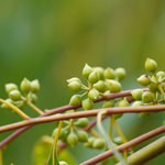 20kg Eucalyptus Gully Gum Essential Oil Certified Organic