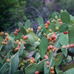 20 LT Prickly Pear Oil