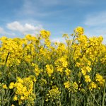 20L Canola Refined Oil