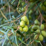 20L Olive Extra Virgin Oil