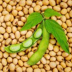 20 LT Soya Bean Virgin Certified Organic Vegetable Oil - ACO 10282P