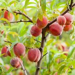 20L Peach Kernel Refined Oil