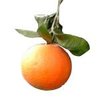 20kg Orange Sweet Italian Essential Oil Certified Organic