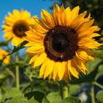20L Sunflower Refined Oil