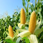 20L Corn Refined Oil