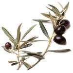 20 LT Olive Extra Virgin Certified Organic Vegetable Oil - ACO 10282P