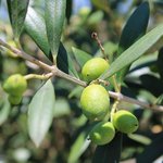 20L Olive Oil Refined