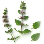 20 kg Peppermint Premium Certified Organic Oil - ACO 10282P - { Packaging: 4 x 5Kg }