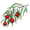 1kg Quandong - Liquid Extract [Glycerine Based]