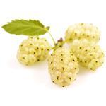 100 g White Mulberry - Liquid Extract [Glycerine Based]