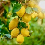 20kg Lemon Distilled Oil