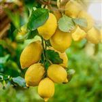 Lemon Distilled Oil