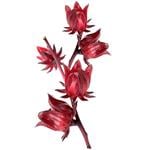 Hibiscus Sabdariffa Flower [12:1] Extract - Fruit & Herbal Powder Extracts