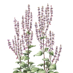 20 kg Clary Sage Certified Organic Essential Oil - ACO 10282P