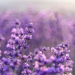 6mL Lavender Natural Blend Essential Oil