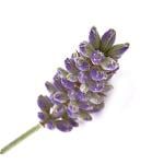 Lavender Natural Blend - Essential Oils