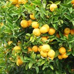 6mL Lemon Premium Cold Pressed Oil