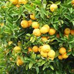 Lemon Premium Cold Pressed Essential Oil