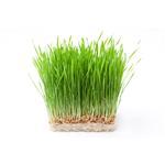 100 g Wheatgrass - Liquid Extract [Glycerine Based]