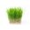 1 Kg Wheatgrass - Liquid Extract [Glycerine Based]